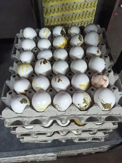 Washing eggs