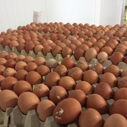 dirty eggs