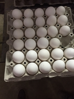 Washing eggs